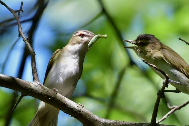 red-eyed vireo DSC_0075 by lwolfartist is licensed under CC BY 2.0